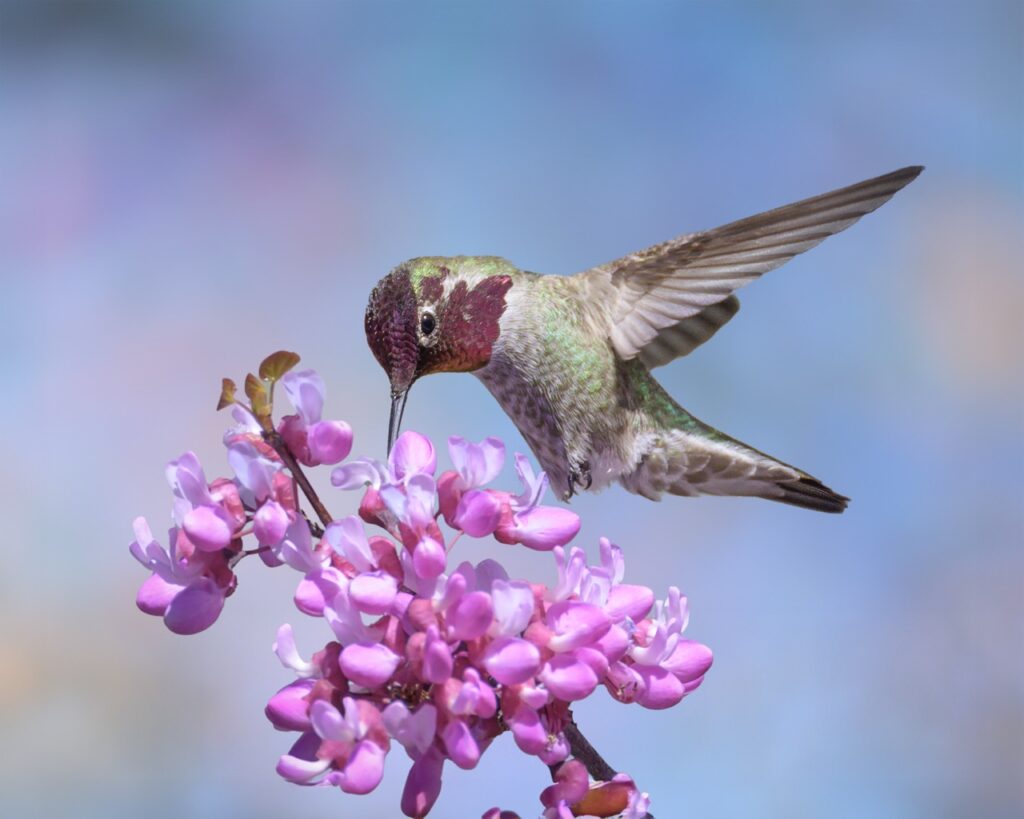 Closeup of hummingbird hovering and sipping from pink and fuchsia flowers