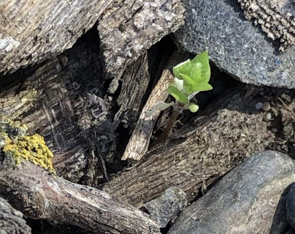 Small green-leaved plant nestled in a pile of logs and rocks