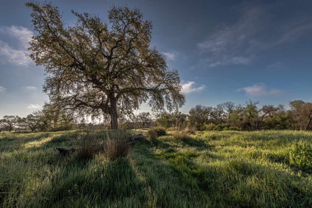 Live Oak with low sun behind it casting dramatic light and shadows