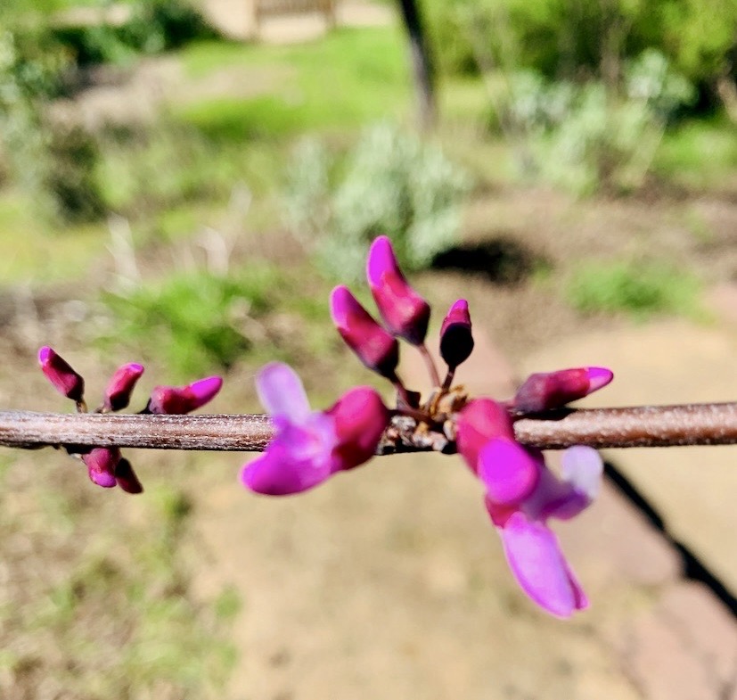 Closeup of pink and fuchsia flower buds on a horizontal limb against a blurry brown and green background