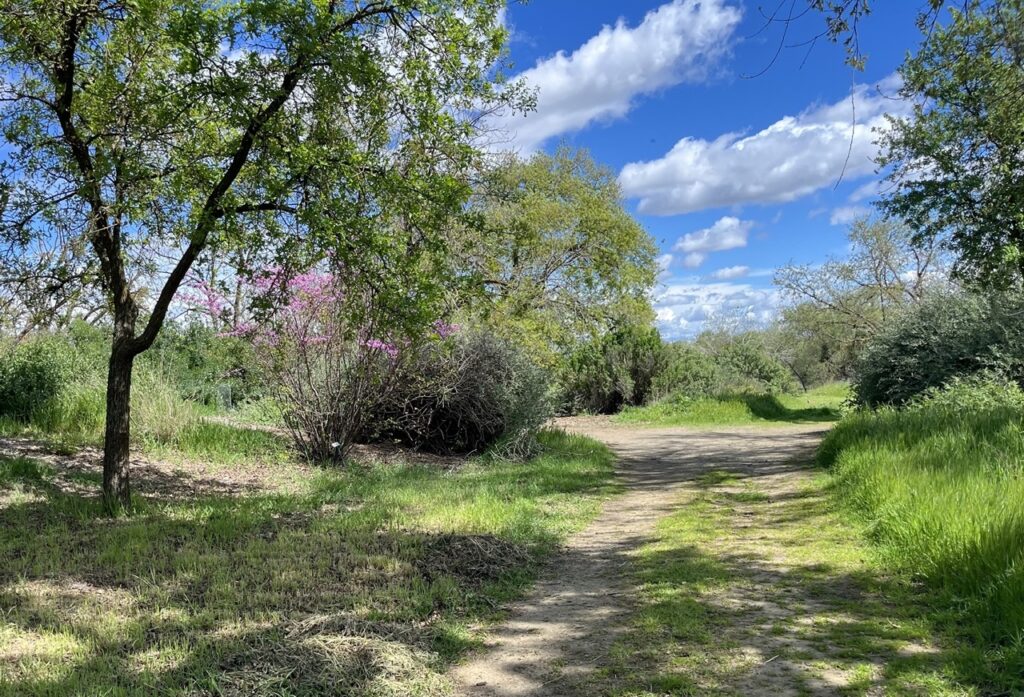 Path road through a woodland forest against a bright, blue sky with white clouds