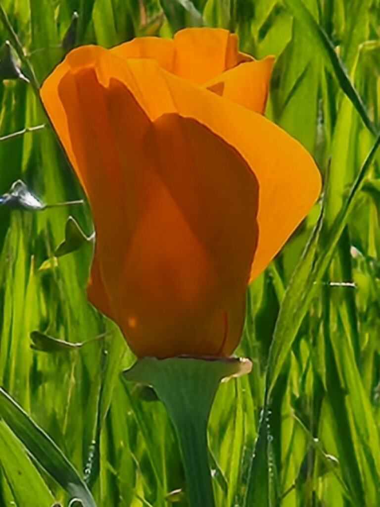 Closeup of an orange California Poppy flower against a sun-mottled green grassy background