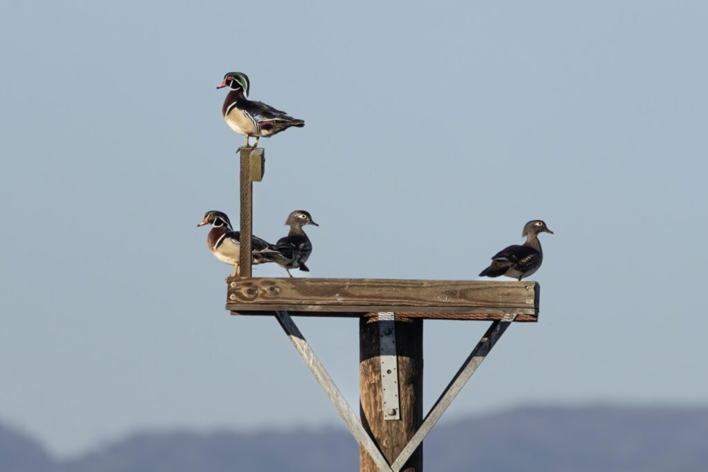 Four Wood Ducks on a tall wood post against a blue sky