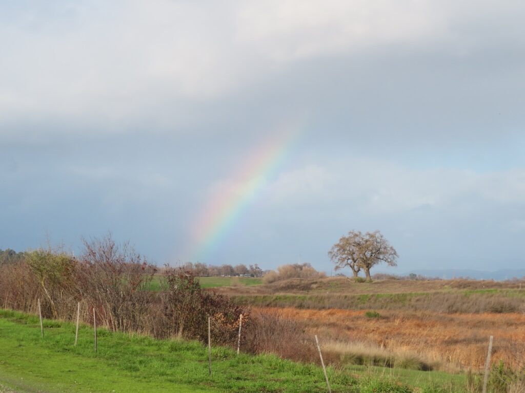 Rainbow reaching up from a meadow with two Live Oaks and a fence in the foreground