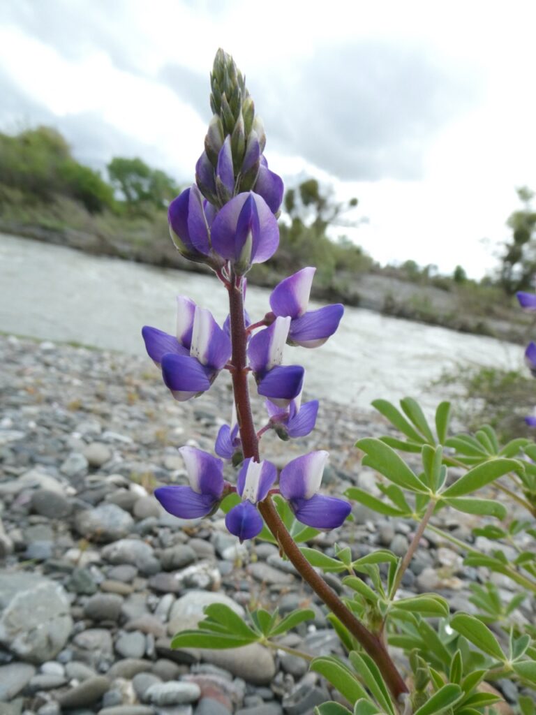 Purple flowers on a stalk next to rocky sided creek