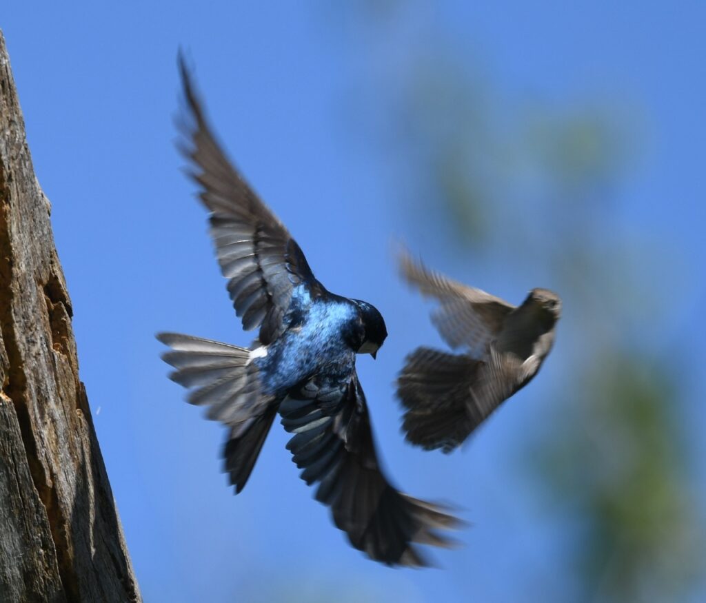 Closeup of a larger blue-breasted bird in flight blocking a smaller brown bird flying backward