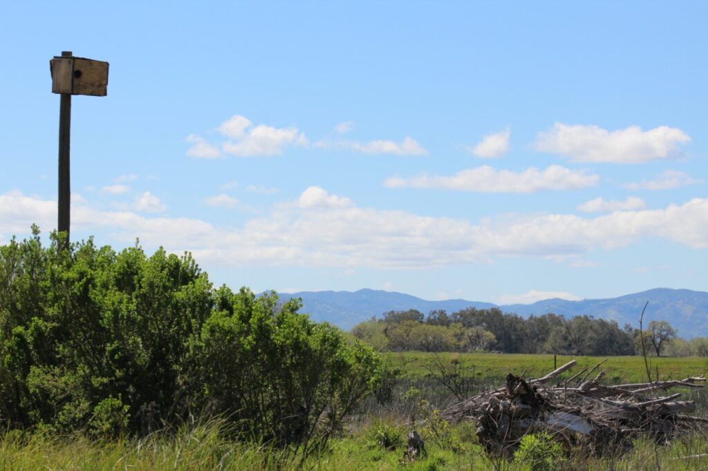 Old, wood bird box on a pole overlooking green shrubs, and a wood pile with a meadow, clump of trees, low mountains and blue sky with white clouds