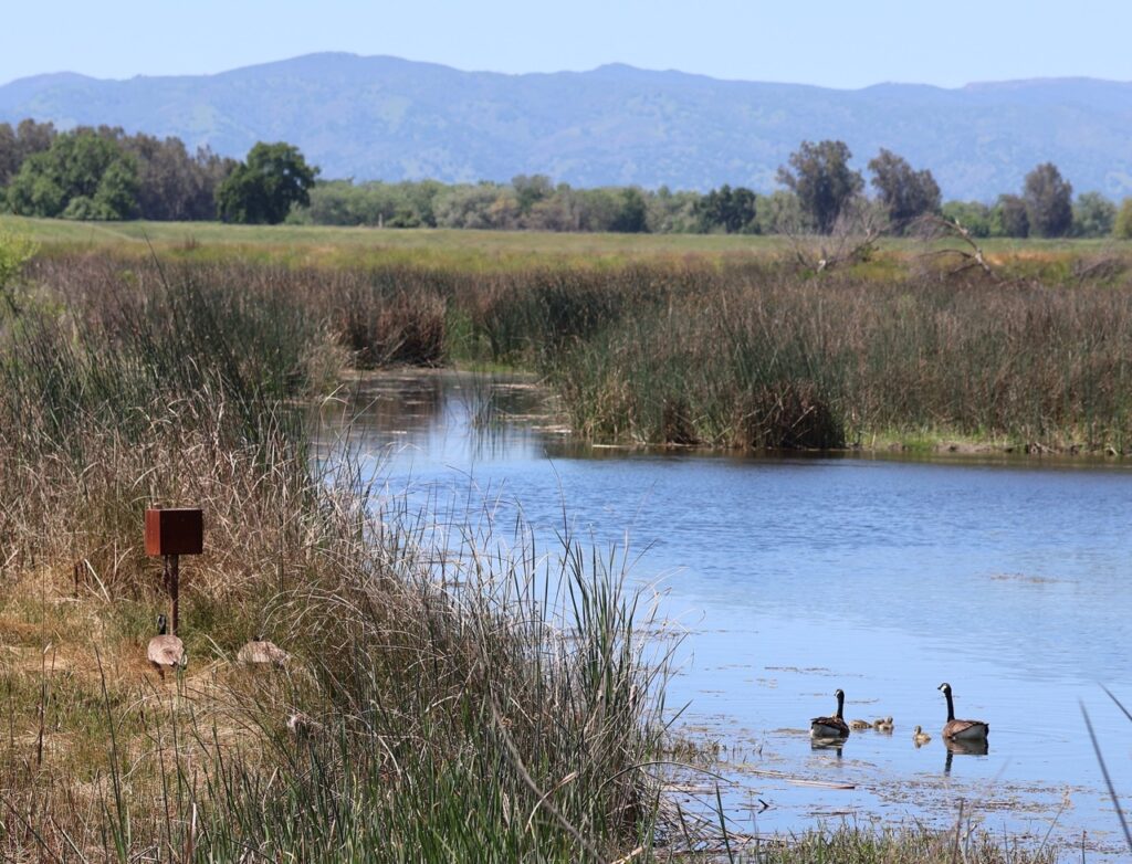 Reddish, brown bird box on the edge of a wetland water way with a pair of geese and their goslings in the water