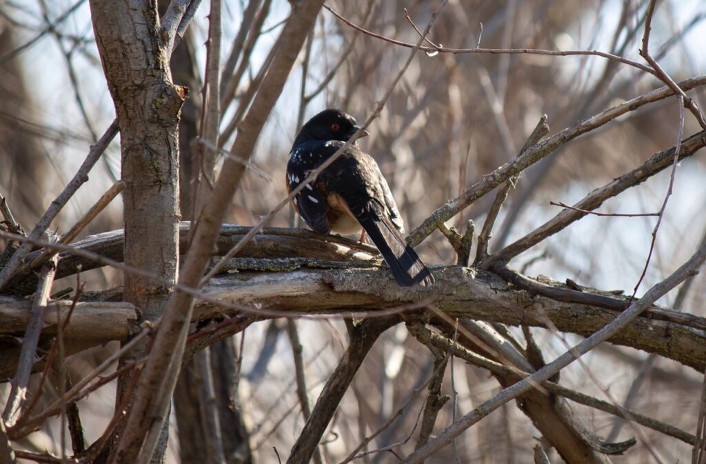 Closeup of a dark bird with red eye among bare branches