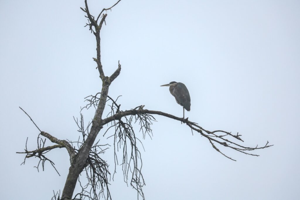 Heron on a tree limb tucked into itself against a gray sky