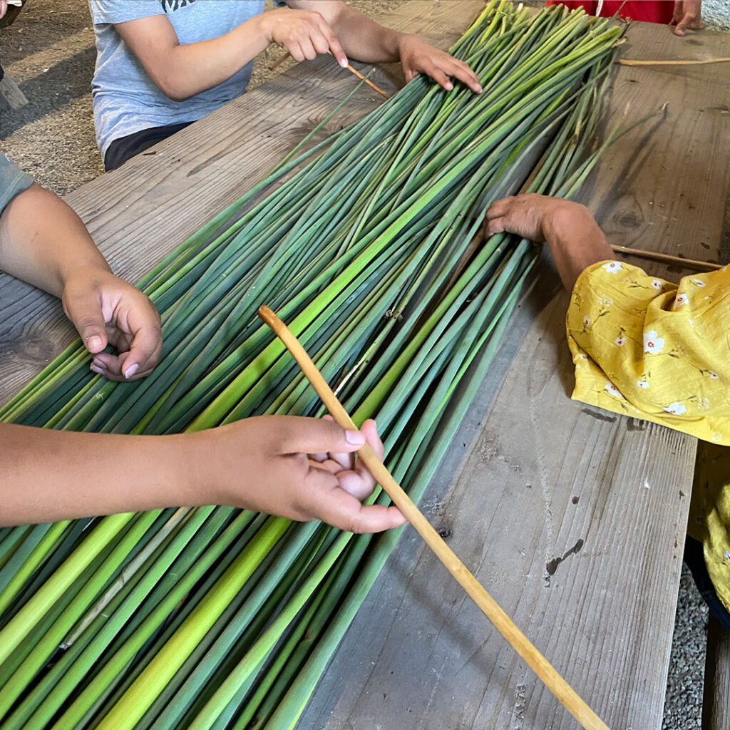 A batch of green Tlaka (Tule) strands on a picnic table with teacher and student hands beginning the boat-making process