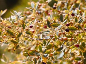 image of coffeeberry with golden foliage and ripening berries