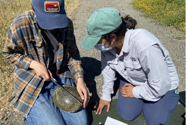 Image of two people measuring the shell of a red eared slider turtle