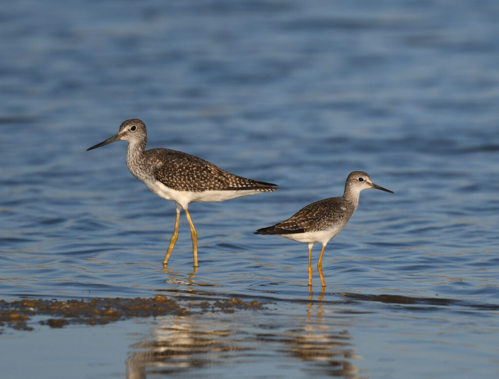 Image of a Greater Yellowlegs next to a Lesser Yellowlegs bird wading through shallow water.