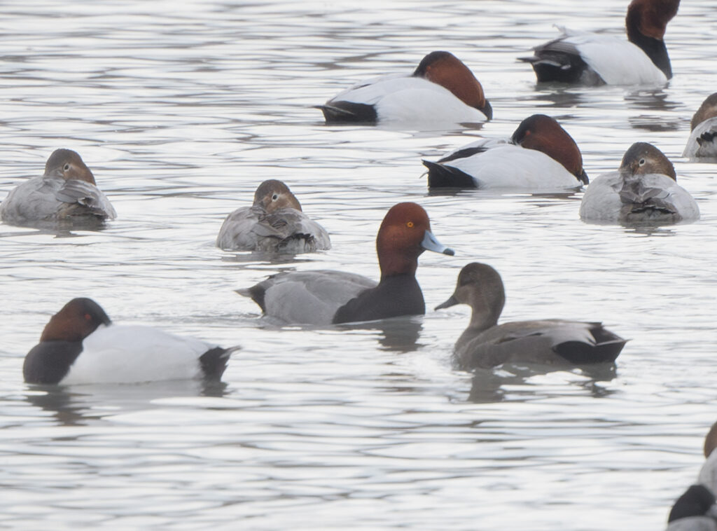 Image of Redhead and Canvasback birds floating on the water