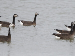 Image of Whitefronted Cackling Goose Hybrid Family swimming in water