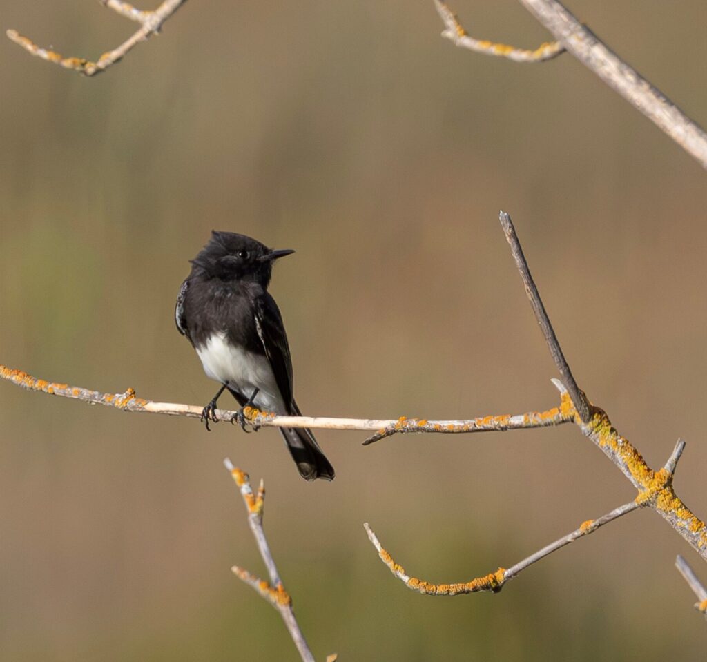 Image of a Black Phoebe perched on a lichen encrusted twig