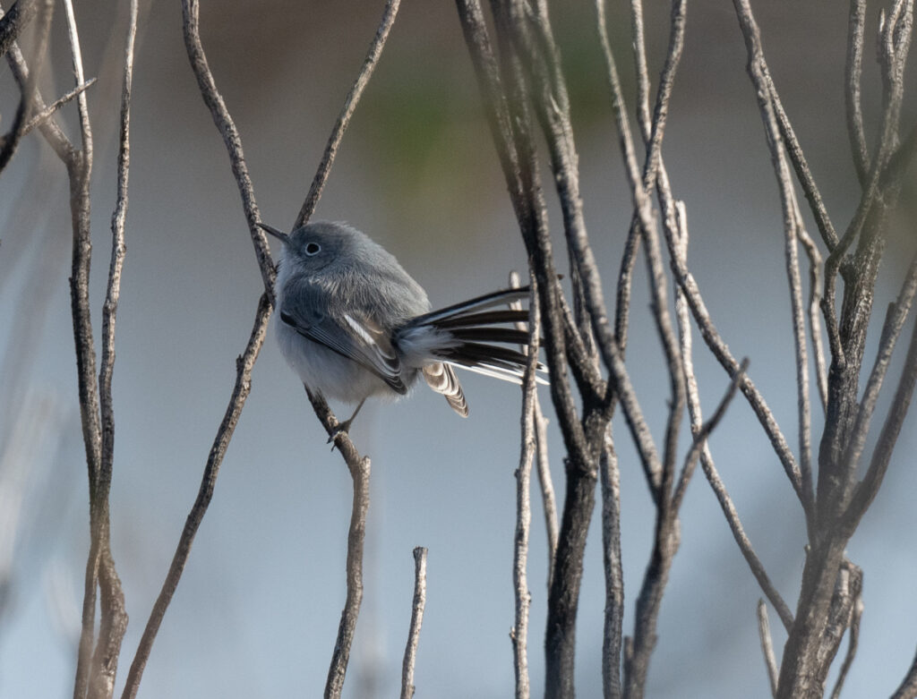 Image of a Blue-gray Gnatcatcher perched on a twig