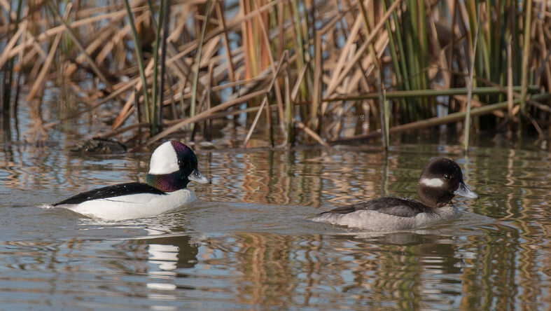 Image of a male and a female Bufflehead swimming