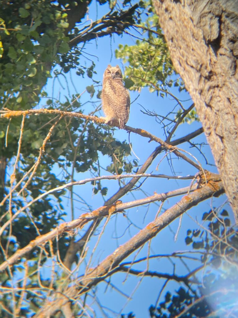 Image of Juvenile Great Horned Owl perched on a tree branch