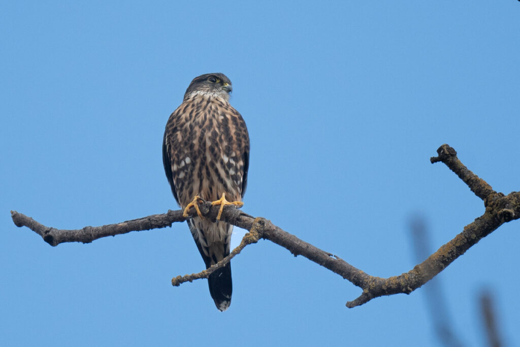 Image of a Merlin perched on a tree branch