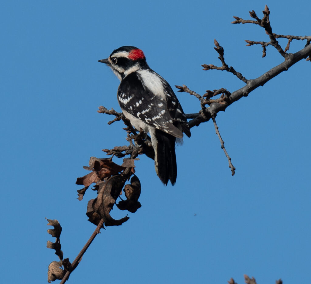 Image of a Nuttall's Woodpecker perched on an Oak branch