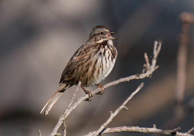 Image of Song Sparrow singing