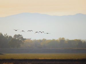 Image of skyline with agricultural field and geese flying