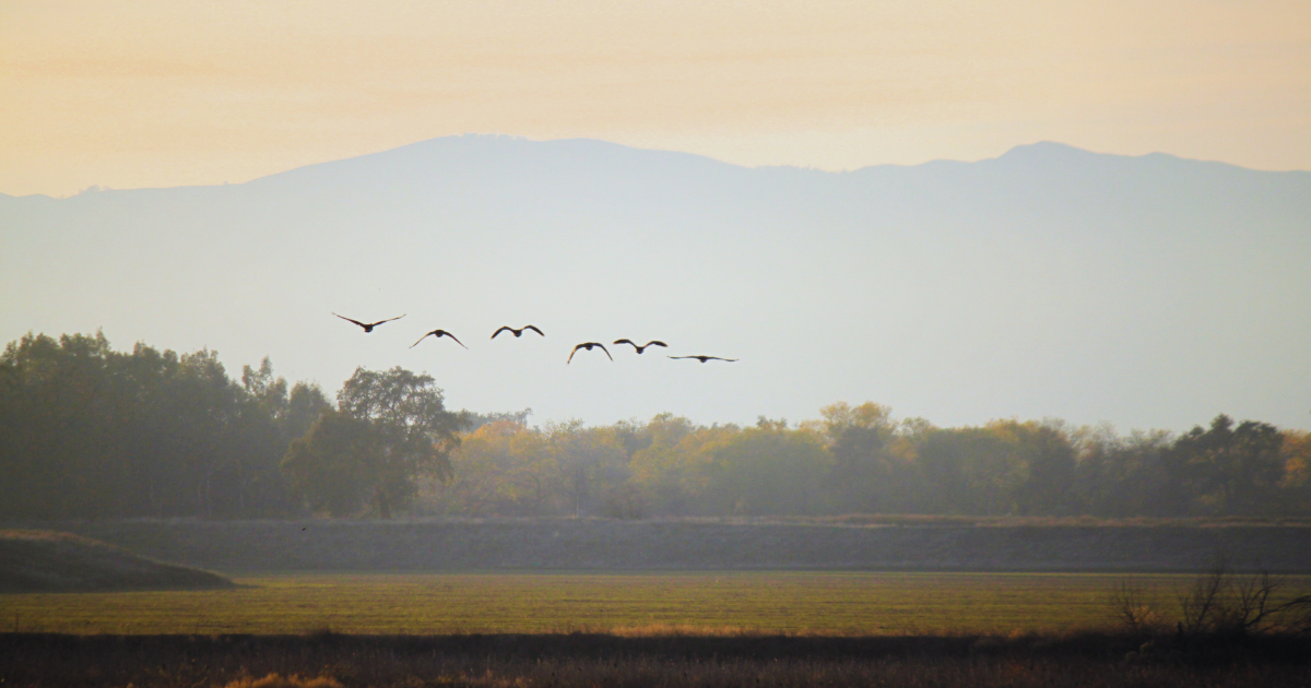 2024 Christmas Bird Count Results