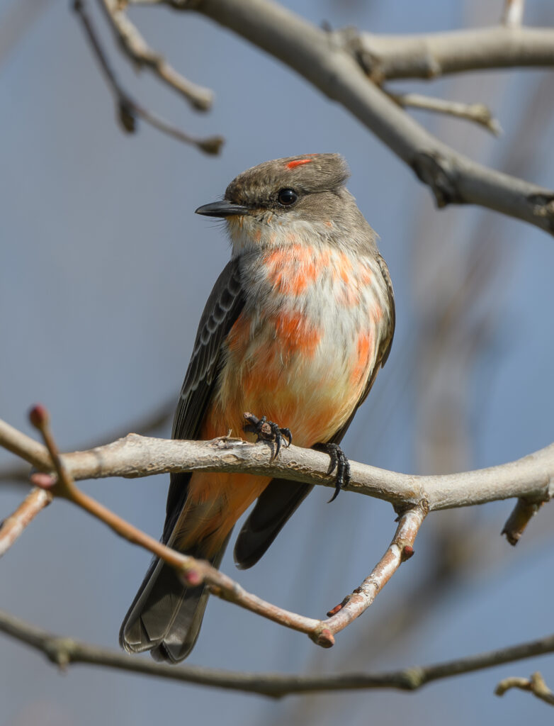 Image of immature Vermilion Flycatcher perched on a twig