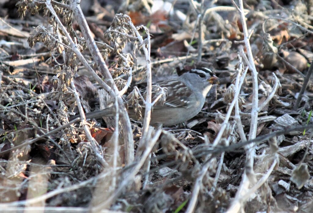 Image of a White-Crowned Sparrow foraging for seeds