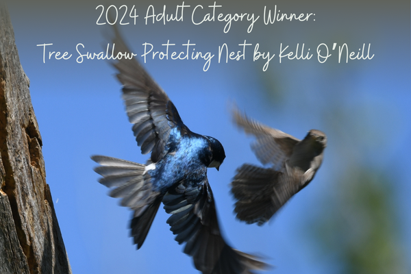 2024 Adult Category Winner: Tree Swallow Protecting Nest by Kelli O'Neill featuring two Tree Swallows in flight