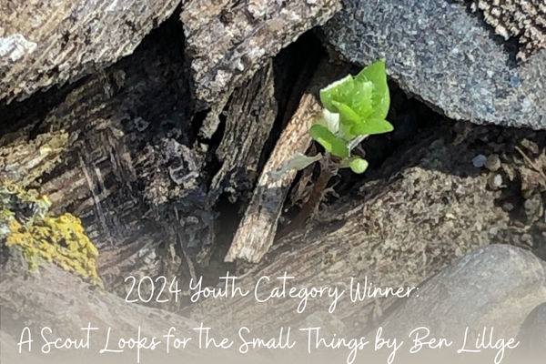 Youth Category Winner: A Scout Looks for the Small Things by Ben Lillge featuring a small green sprout growing out of wood chips