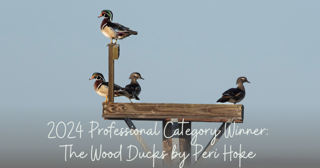 2024 Professional Category Winner: The Wood Ducks by Peri Hoke featuring two male and female Wood Duck couples on a wooden perch