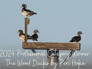 2024 Professional Category Winner: The Wood Ducks by Peri Hoke featuring two male and female Wood Duck couples on a wooden perch