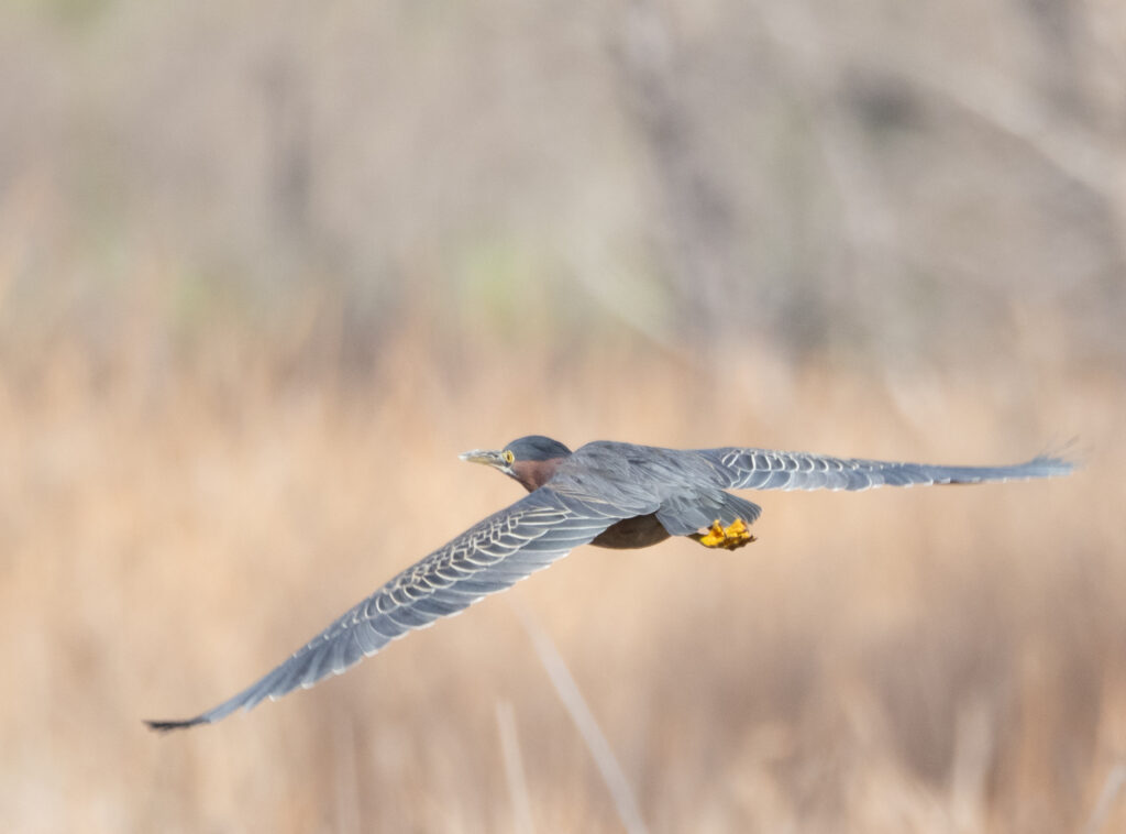 Image of a Green Heron taking flight from the tule wetland