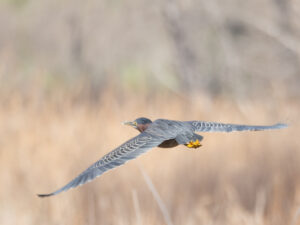 Image of a Green Heron taking flight from the tule wetland