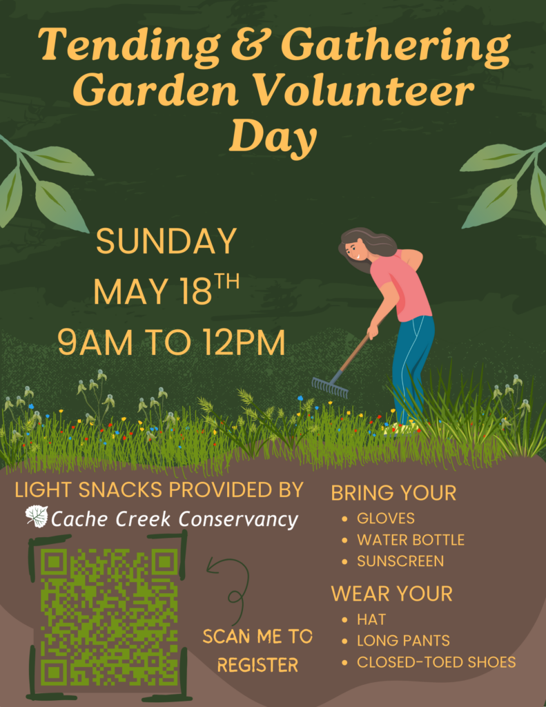 Flyer for Tending and Gathering Garden Volunteer Day Sunday May 18th 9am to 12pm. light snacks will be provided by Cache Creek Conservancy. Bring your gloves, water bottle, sunscreen. Wear your hat, long pants, closed-toed shoes.