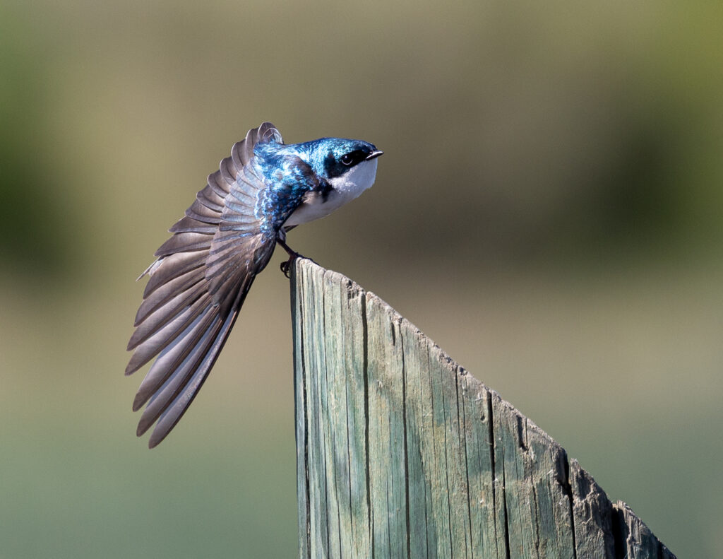 Image of a tree swallow stretching its wings while perched.