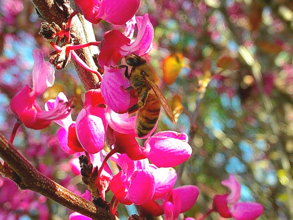 An image of a honey bee collecting pollen from a Redbud blossom.