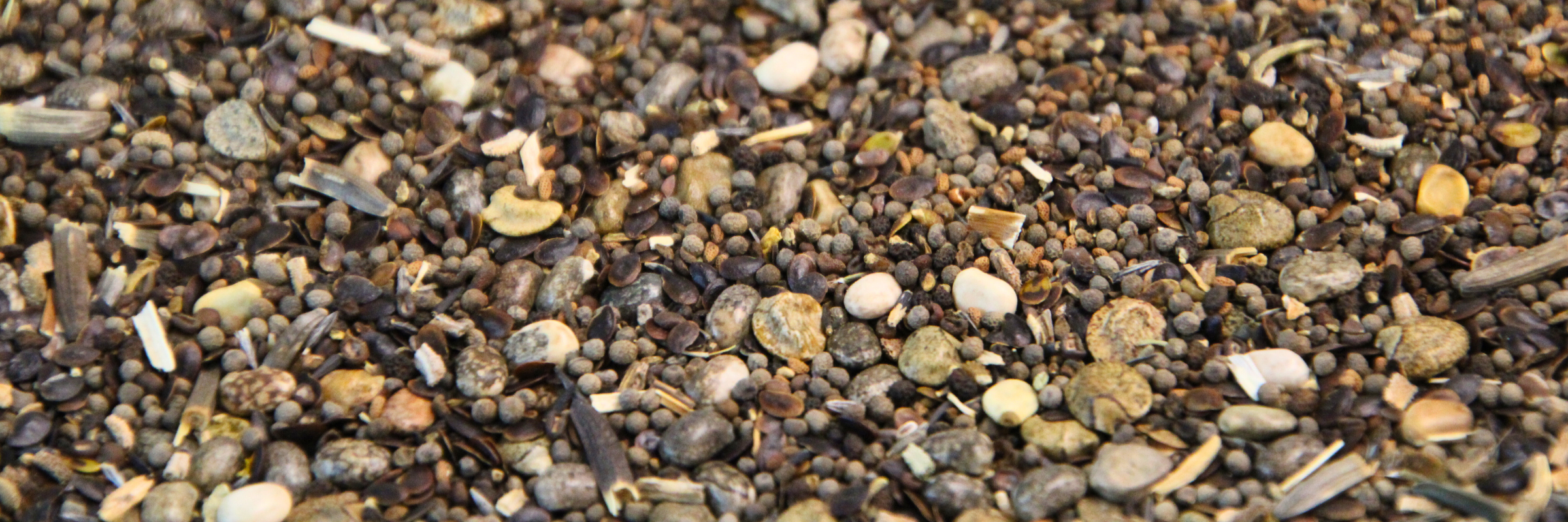 closeup picture of wildflower seeds