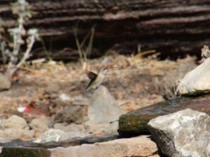 Hummer Bird Hovering by a dripping faucet