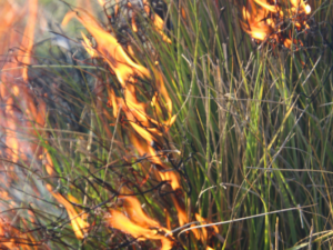 deer grass slowly burning